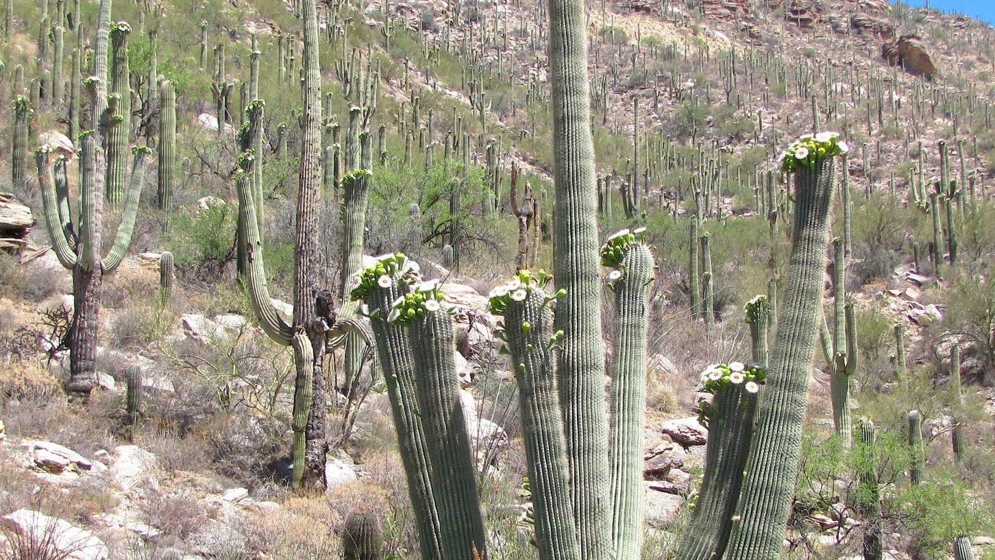 Saguaros putting on a boffo bloom in the Catalina Mountains
